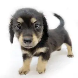 カニンヘン・ダックスフント