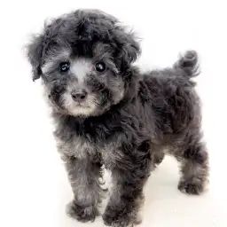 トイ・プードル