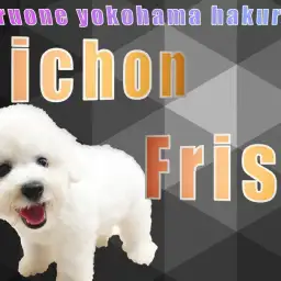 【 ビションフリーゼ 】アフロ犬!安心のACサイズ感と従順な性格は初心者にオススメ!