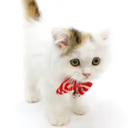 スコティッシュフォールド