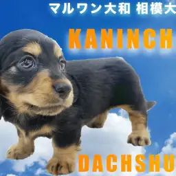 【 カニンヘン・ダックスフント 】生後59日で体重700g台!小柄で元気が特徴!