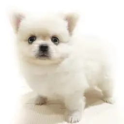 MIX（ペキニーズ×ポメラニアン）