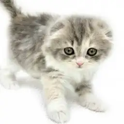 スコティッシュフォールド