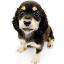 カニンヘン・ダックスフント