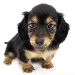 カニンヘン・ダックスフント