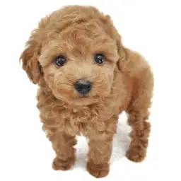 トイ・プードル