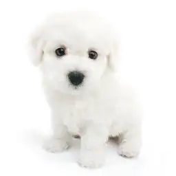 ビションフリーゼ