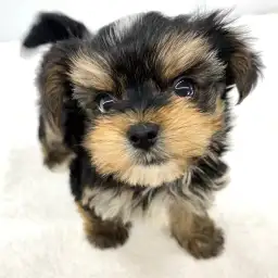 MIX（マルチーズ×ヨークシャーテリア）