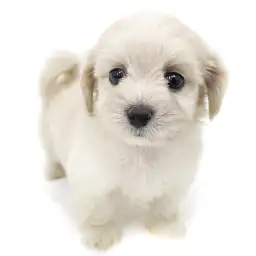 MIX（マルチーズ×ミニチュアダックスフント）