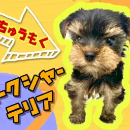 【 ヨークシャーテリア 】育てやすい小さめサイズのヨーキー！8/27最新情報！