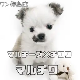 【 MIX犬 】マルチーズ×チワワ!お口の模様が特徴のミックス女子!!