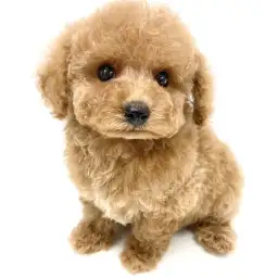 トイ・プードル