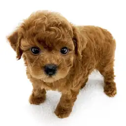 トイ・プードル