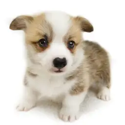 ウェルシュコーギーペンブローク