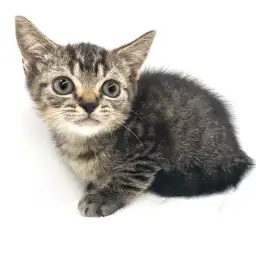 スコティッシュフォールド