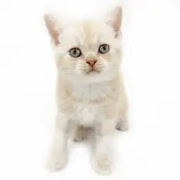 ブリティッシュショートヘア