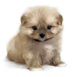 MIX（ポメラニアン×シーズー）