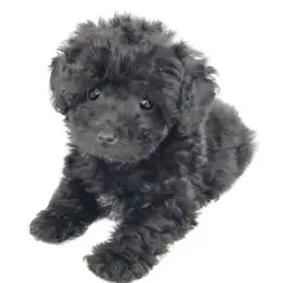 トイ・プードル