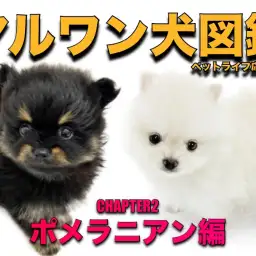 【 マルワン犬図鑑 】ポメラニアンの魅力をペットショップスタッフが独自解説!