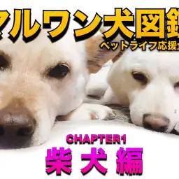 【 マルワン犬図鑑 】柴犬の魅力をペットショップスタッフがディープに解説！