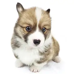 ウェルシュコーギーペンブローク