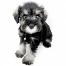 ミニチュア・シュナウザー