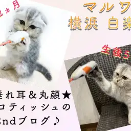 【 スコティッシュフォールド 】初心者も安心!生後5ヶ月で超甘えん坊の2nd記事