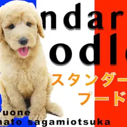 【 スタンダード・プードル 】レアなスタンプー！大型犬との暮らしの幸せポイント！