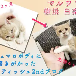 【 ブリティッシュショートヘア 】丸みマシマシ!成長中の姿をお届け!2nd記事