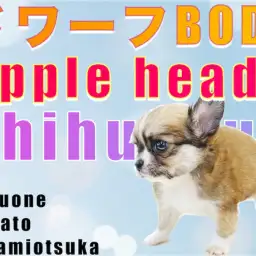 【 チワワ 】初心者の方必見!飼いやすい小さめサイズ&ドワーフ体型が特徴!