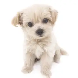 MIX（ペキニーズ×トイプードル）