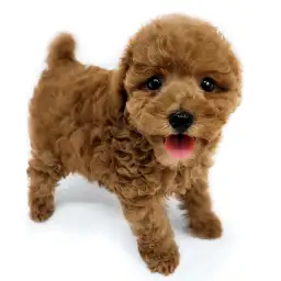 トイ・プードル