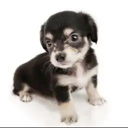 MIX（チワワ×ミニチュアダックスフント）