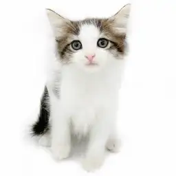 ノルウェージャンフォレストキャット