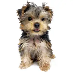 ヨークシャーテリア