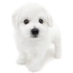 ビションフリーゼ