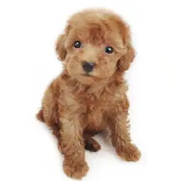 トイ・プードル