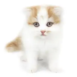 スコティッシュフォールド