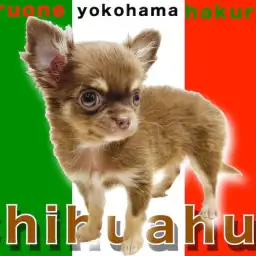 【 チワワ 】生後84日で740g！人気のチョコタンカラーは抜群の可愛さ！