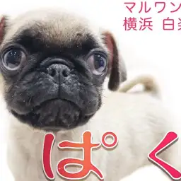 【 パグ 】お口がチャームポイント!ペチャ顔マニアが飼い方のコツをご紹介!