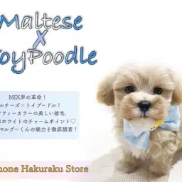 【 MIX 】小柄なドワーフ体型!集合住宅でも飼いやすさ抜群のマルプー!