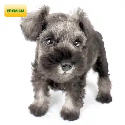 ミニチュア・シュナウザー