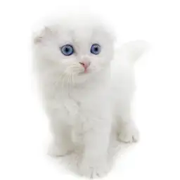 スコティッシュフォールド