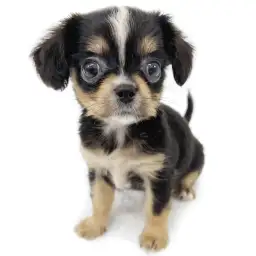 MIX（チワワ×キャバリアキングチャールズスパニエル）