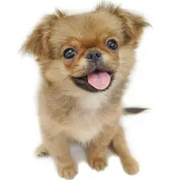 MIX（チワワ×ペキニーズ）