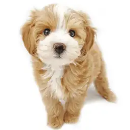 MIX（マルチーズ×トイプードル）