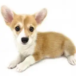 ウェルシュコーギーペンブローク