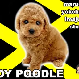 【 トイプードル 】テディベアカットの申し子現る!濃いめアプリコットの女の子!