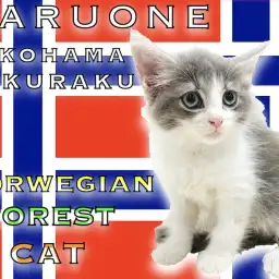 【 ノルウェージャンフォレストキャット 】人気のブルータビー!美しい姿に注目!