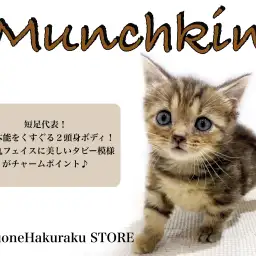 【 マンチカン 】5cmの短足に2頭身ボディ!明るく懐っこい性格の陽気な猫!